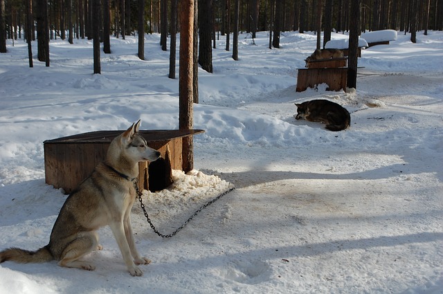 Husky Park Rovaniemi