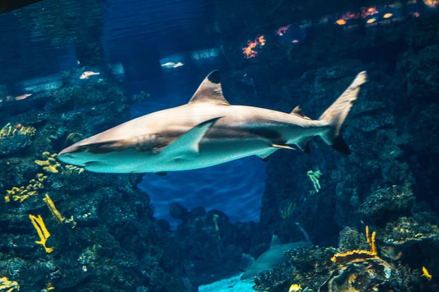 Puedes conocer las profundidades del Mar Mediterráneo en el Aquarium de Barcelona